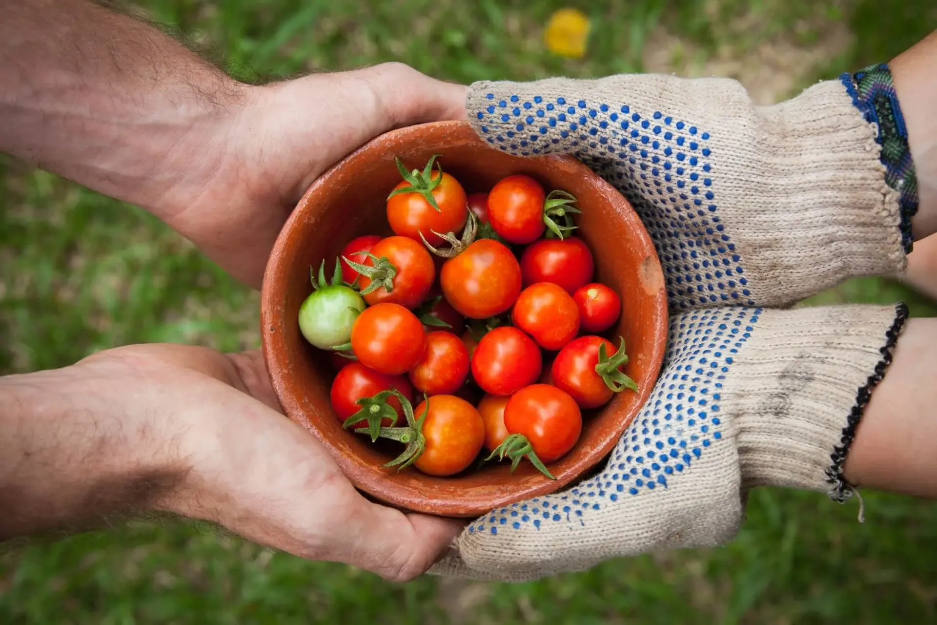 The Gardener's Toolbox: Crafting Garden Wonderland with Skillful Hands