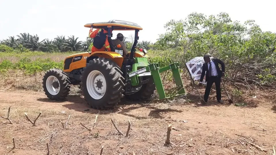 When cassava is ready to harvest and how to harvest efficiently