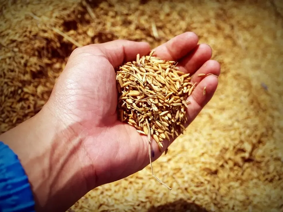 Proper Use Tips and Precautions for Rice/Wheat Combine Harvester