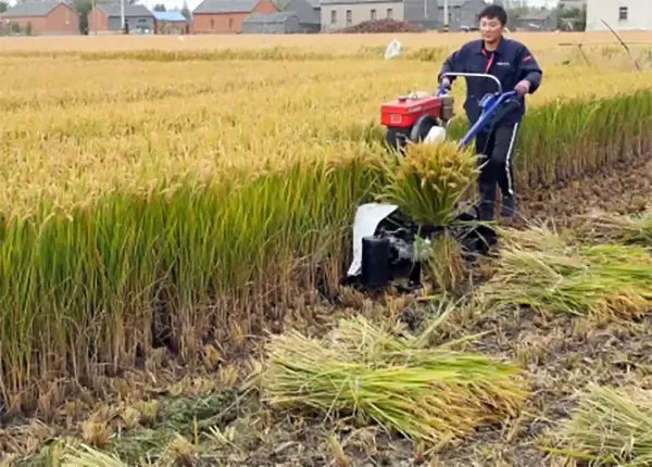 Reaper Binder for Wheat and Rice