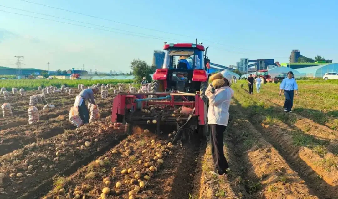 Potato harvester is suitable for all kinds of soil and preventing stuck stones