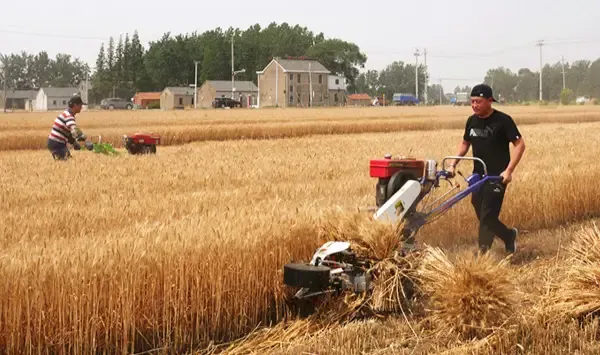 Paddy reaper harvester working, suitable for paddy, wheat