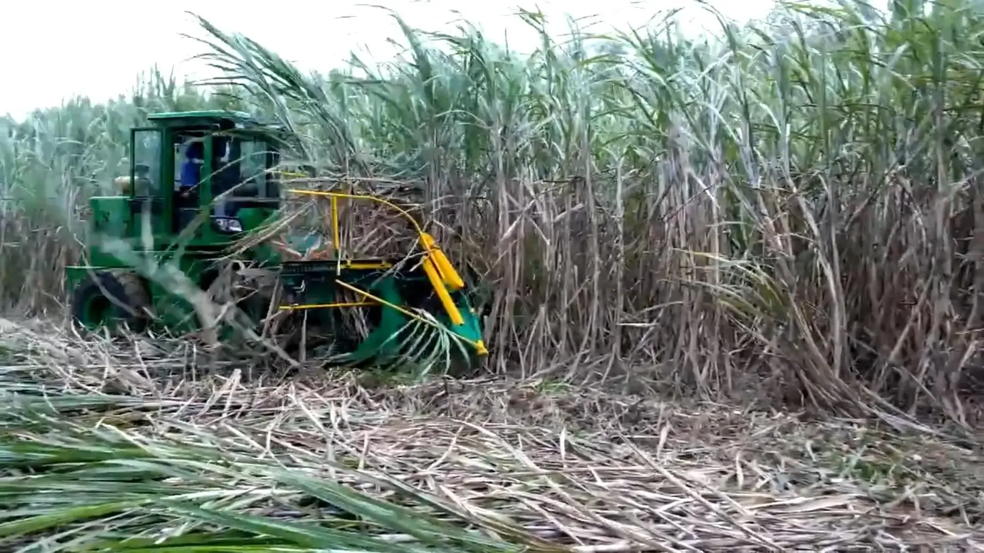 Self-propelled sugarcane harvester working