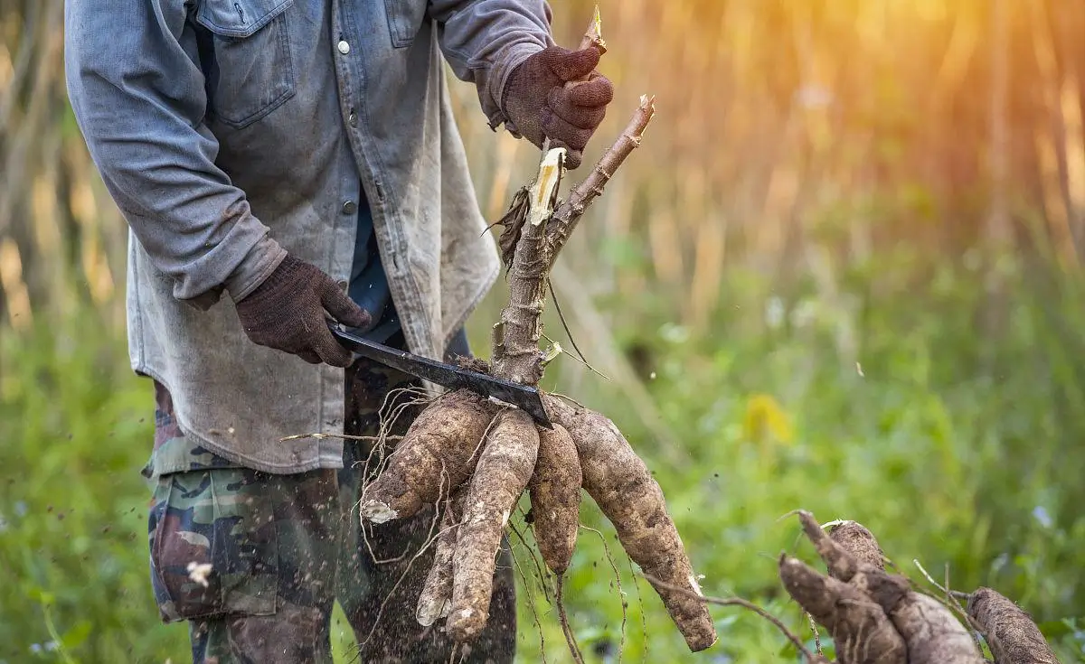 Digging cassava